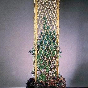 18 tubes de plantation : 10 tubes pour une forêt luxuriante, semez la nature avec passion !